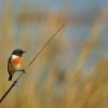 Brambornicek cernohlavy - Saxicola torquatus - Stonechat 1317